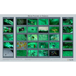 Micro-Features of Emerald wall chart, featuring rows of emerald microphotgraphs with captions